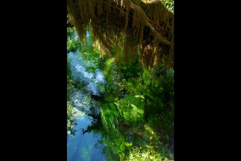 Hoh Rain Forest